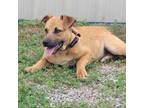 Adopt Mindy D44667 a Shepherd, Labrador Retriever