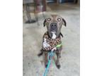 Adopt Pepper a Blue Lacy, Mixed Breed