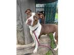 Adopt Tinkerbell a Pit Bull Terrier, Mixed Breed