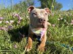 Adopt Glimmer a Catahoula Leopard Dog, Mixed Breed