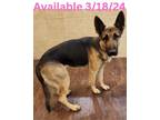 Adopt Dog Kennel #3 Coco a German Shepherd Dog, Mixed Breed