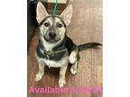 Adopt Dog Kennel # 38 Carmel a Cattle Dog, German Shepherd Dog