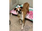 Adopt Maria - Silver Heart a Boxer