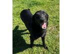 Adopt Elmo a Black Labrador Retriever