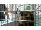 Adopt GILBERTINA a Domestic Short Hair