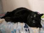 Adopt DRIZZLE a Munchkin, Domestic Short Hair