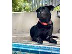 Adopt BRIXIE a Labrador Retriever