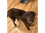 Adopt LUNA a Labrador Retriever, Mixed Breed