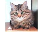 Adopt Starburst a Tabby