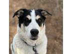Adopt Indie a Cattle Dog