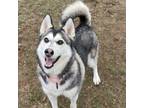 Adopt Luna a Husky