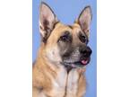Adopt Echo (ID 41546/ 665) a German Shepherd Dog