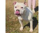 Adopt Sugar Cookie (in foster) a American Bully