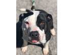 Adopt Jesse a Pit Bull Terrier