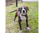 Adopt Tully a Pit Bull Terrier