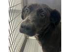 Adopt Bailey a Black Labrador Retriever, Mixed Breed