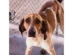 Adopt CAROLINE a Coonhound