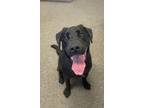 Adopt Prada a Labrador Retriever