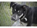 Adopt Lottie a Labrador Retriever