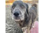 Adopt Charleigh a Mastiff, Great Pyrenees