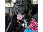 Adopt Bubbles a Newfoundland Dog