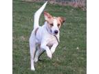 Adopt Bailey a Hound, Mixed Breed