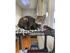 Adopt Jasmine a Domestic Short Hair