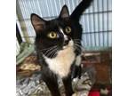 Adopt Athena a Domestic Medium Hair