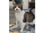 Adopt Candice a Domestic Short Hair