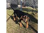 Adopt Dharma a Coonhound, Mixed Breed