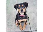 Adopt Fanny a Shepherd, Mixed Breed