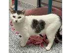 Adopt Star a Domestic Short Hair