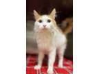 Adopt Shrimp a Domestic Medium Hair