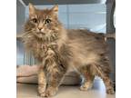 Adopt Syren a Domestic Long Hair