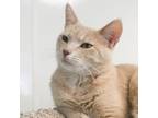 Adopt Kimmy (bonded with Kipper) a Domestic Short Hair