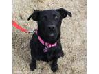 Adopt Maribel a Black Labrador Retriever, Mixed Breed