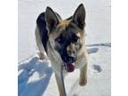 Adopt Spirit a German Shepherd Dog