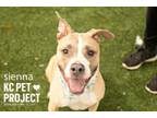 Adopt Sienna a Pit Bull Terrier, Mixed Breed