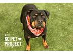 Adopt Zoi a Rottweiler, Mixed Breed