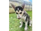 Adopt Namah a Siberian Husky