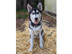 Adopt Gigi a Siberian Husky