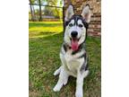 Adopt Lelani a Siberian Husky