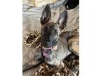 Adopt Halley a Belgian Shepherd / Malinois, Dutch Shepherd