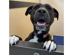 Adopt Hazel - Claremont Location a Pit Bull Terrier