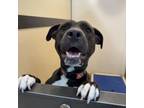 Adopt Hazel - Claremont Location a Pit Bull Terrier