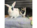 Adopt Mamas - Claremont Location *Bonded with Kleo* a English Spot