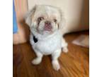 Adopt Coconut a Pekingese