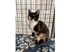 Adopt Lucky Charms a Domestic Short Hair