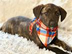 Adopt Lori a Plott Hound, Labrador Retriever