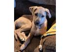 Adopt Honey Bun a Labrador Retriever